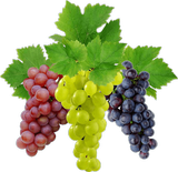 Grappes de raisins